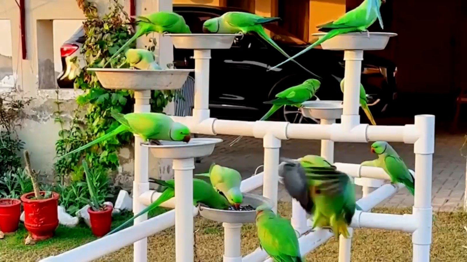 صادق آباد کے رہائشی کے گھر کے لان میں بڑی تعداد میں پرندے کیوں آتے ہیں؟