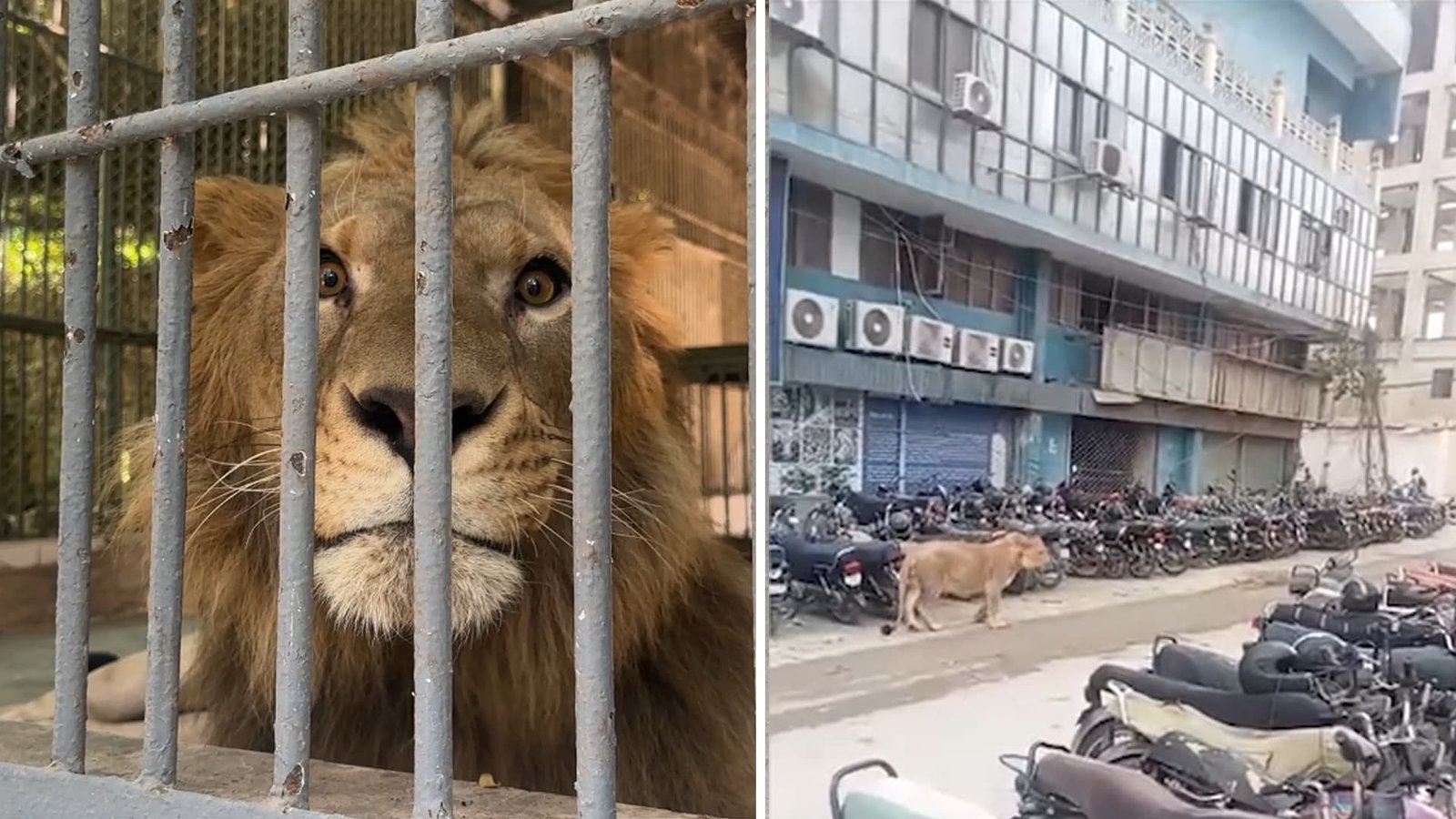 کراچی: 2023 میں شاہراہ فیصل پر گھومنے والا شیر اب کس حالت میں ہے؟