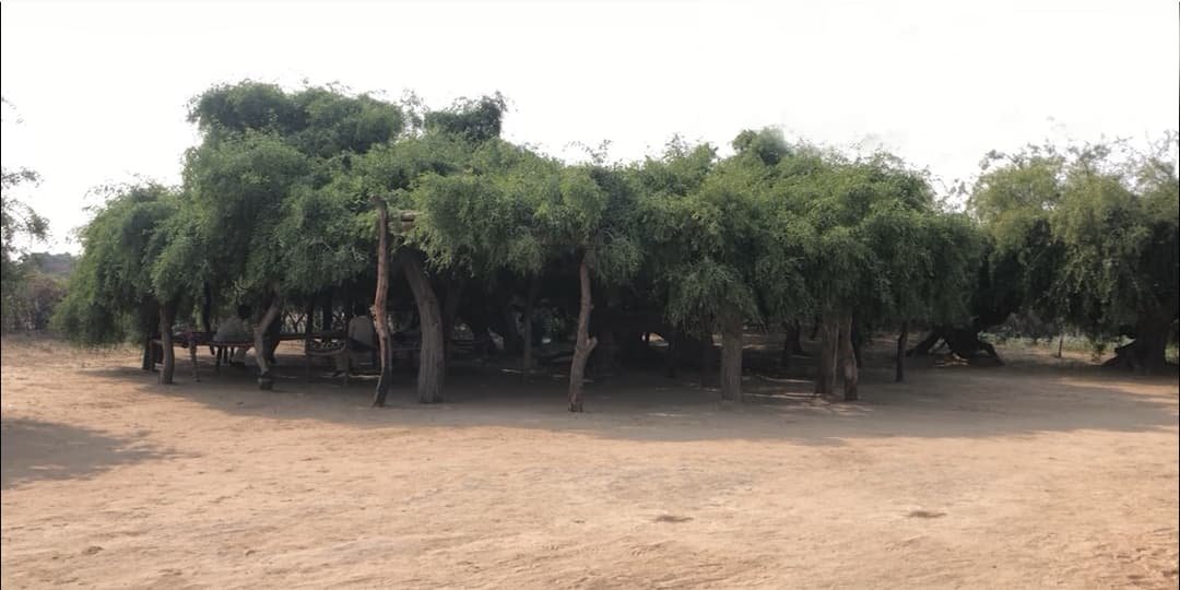 صحرائے تھر: نگرپارکر گاؤں جہاں موجود 150 سال قدیم پیلو کا درخت، جس کے سائے میں ‘150 لوگ آسانی’ سے بیٹھ سکتے ہیں