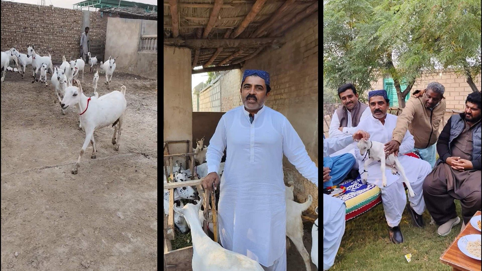 بکریوں