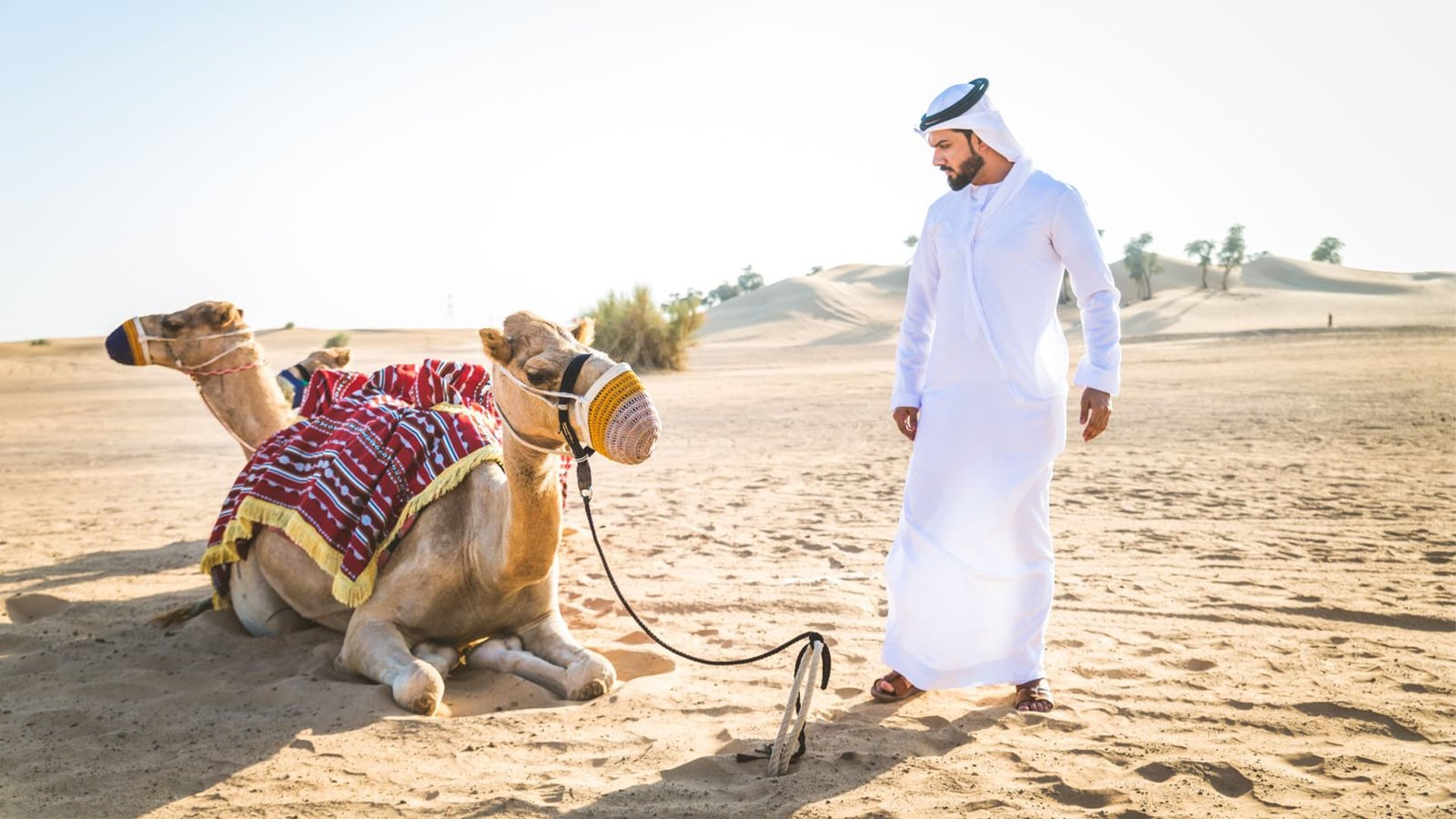سعودی عرب نے اونٹوں کو پاسپورٹ کیوں جاری کیے؟ دنیا میں کن جانوروں اور پرندوں کو پاسپورٹ جاری ہوتے ہیں اور کیوں؟