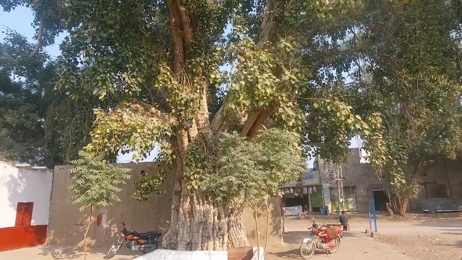 سانگھڑ: ہیڈ جمڑاؤ کے مقام پر موجود تقریباً سوا صدی قدیم پیپل کا درخت کیسا دکھتا ہے؟