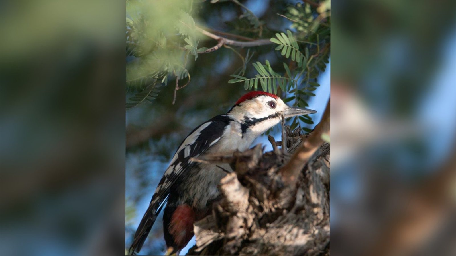 Sind Woodpecker، وہ منفرد پرندہ جس کے نام میں سندھ زندہ ہے
