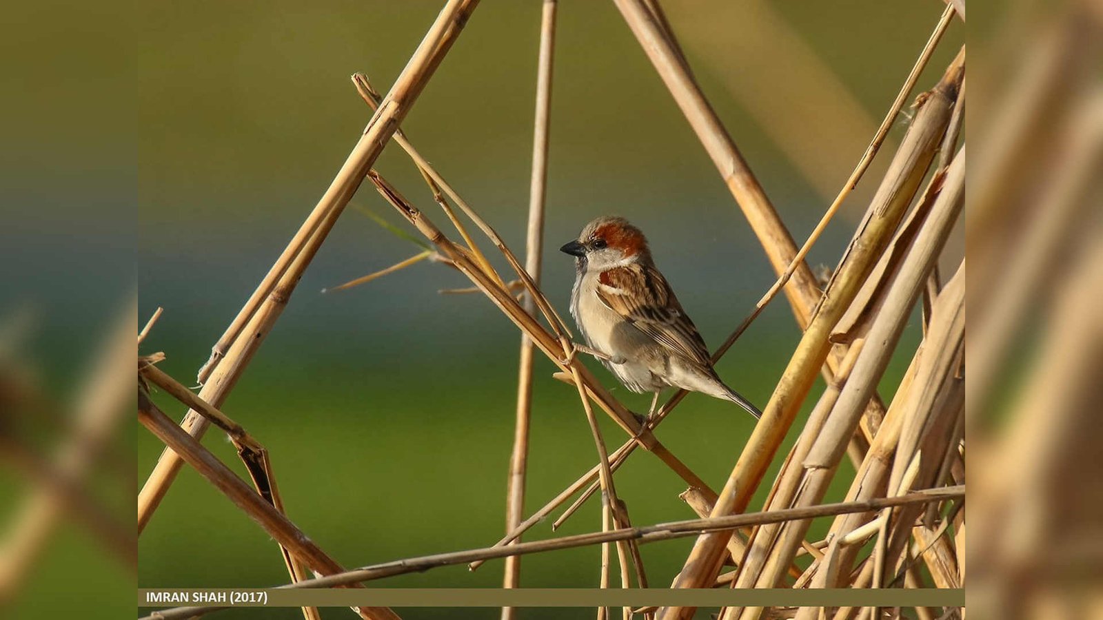 سندھ کا منفرد پرندہ، عام گھریلو چڑیا سے یکسر مختلف سندھ چڑیا یا Sind Sparrow جس کی عالمی طور پر درجہ بندی کی گئی