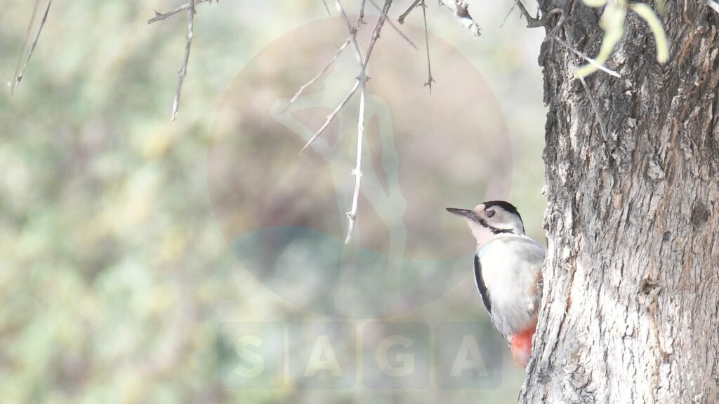 سندھ سے تعلق رکھنے والا منفرد پرندہ جس کا نام ہی سندھ ہُد ہُد یا Sind woodpecker ہے۔ یہ دریائے سندھ سے متصل میدانوں اور جنگلات، کھیر تھر نیشنل پارک میں پایا جاتا ہے۔ تصویر: یاسر پیچوہو