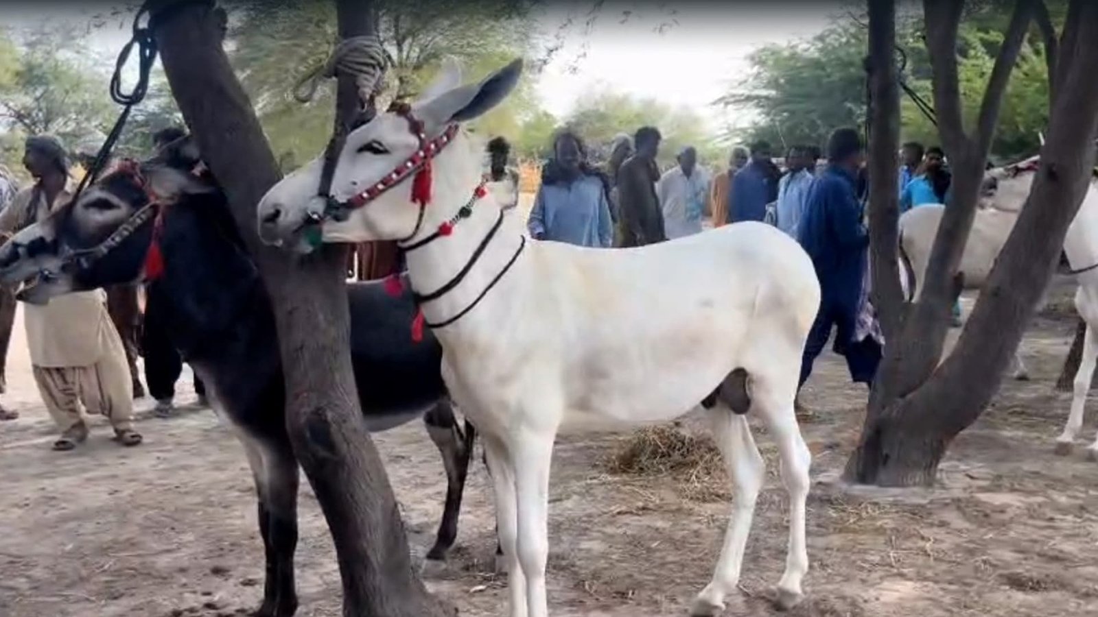 ٹنڈو غلام علی میں منفرد گدھا منڈی، گدھوں کی قیمت پانچ لاکھ روپے تک