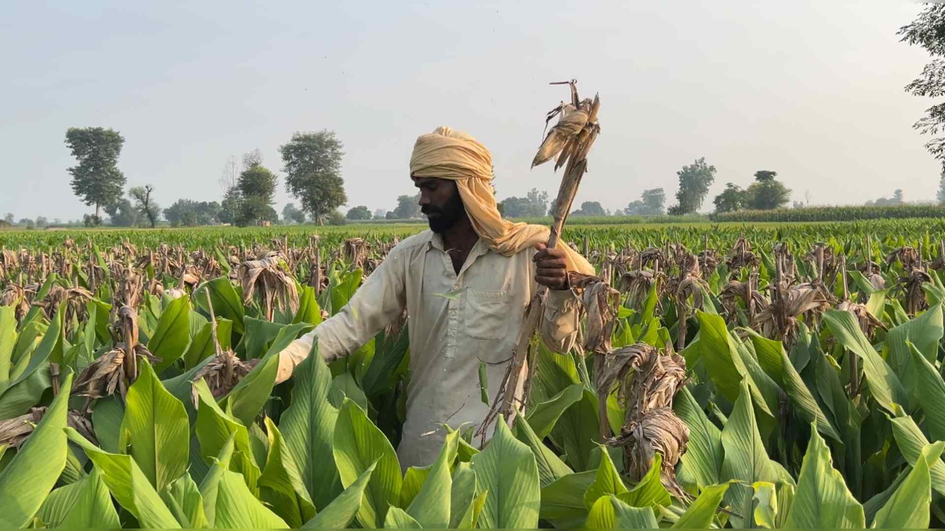 ایک ہی کھیت میں ایک سے زائد فصلوں کی کاشت: پنجاب میں انٹر کراپنگ کاشت کا بڑھتا رجحان