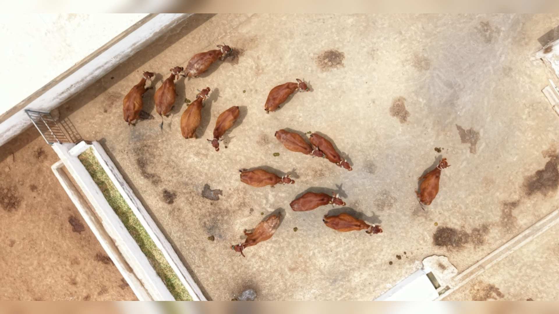 کراچی: تاریخی لائیو اسٹاک ایکسپیریمنٹ اسٹیشن کورنگی، ریڈ سندھی گائے کے تحفظ سے جدید مویشی فارمنگ تک