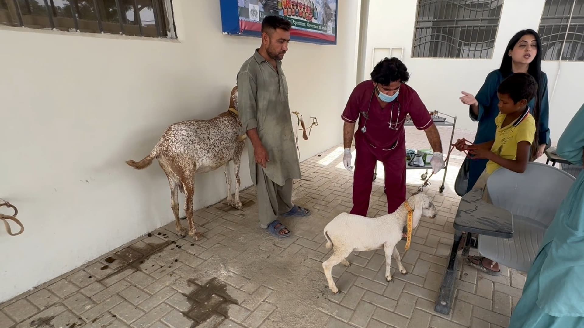 کراچی میں جانوروں کی صحت کا محافظ ادارہ: سندھ انسٹی ٹیوٹ آف اینیمل ہیلتھ کے پانچ دہائیوں کی داستان